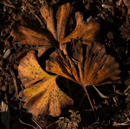 Forest Natural Renewal